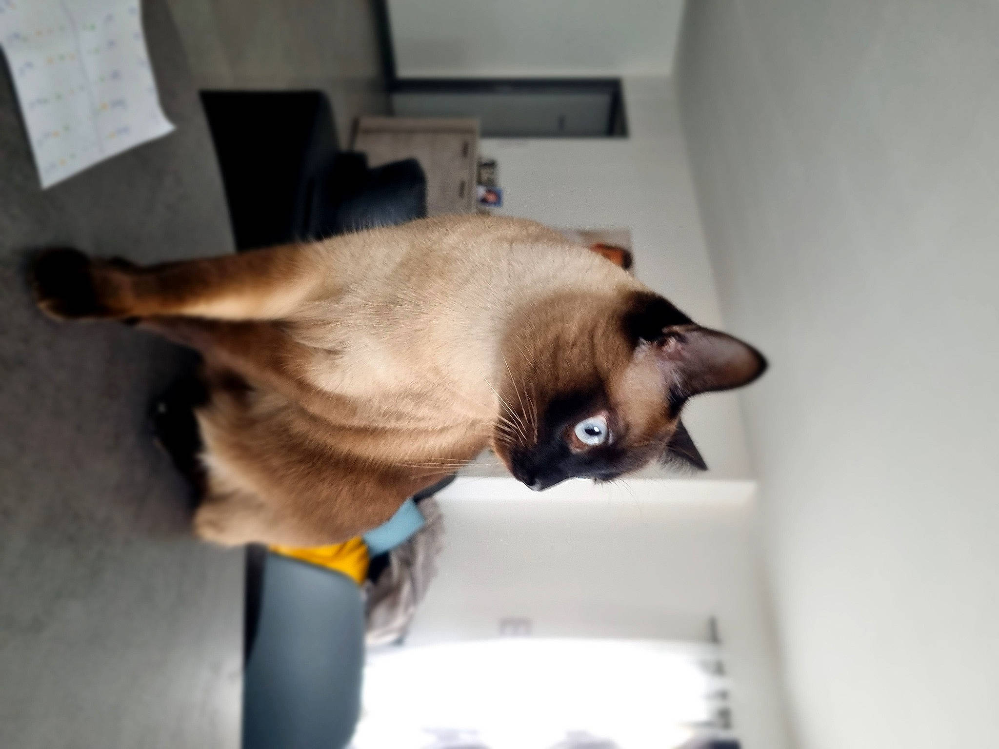 Sky participe au concours pour gagner de l'argent avec cette photo : balinese, carnivore, cat, collar, domestic_short_haired_cat, fawn, felidae, flooring, fur, siamese, small_to_medium_sized_cats, snout, tail, thai, tonkinese, whiskers
