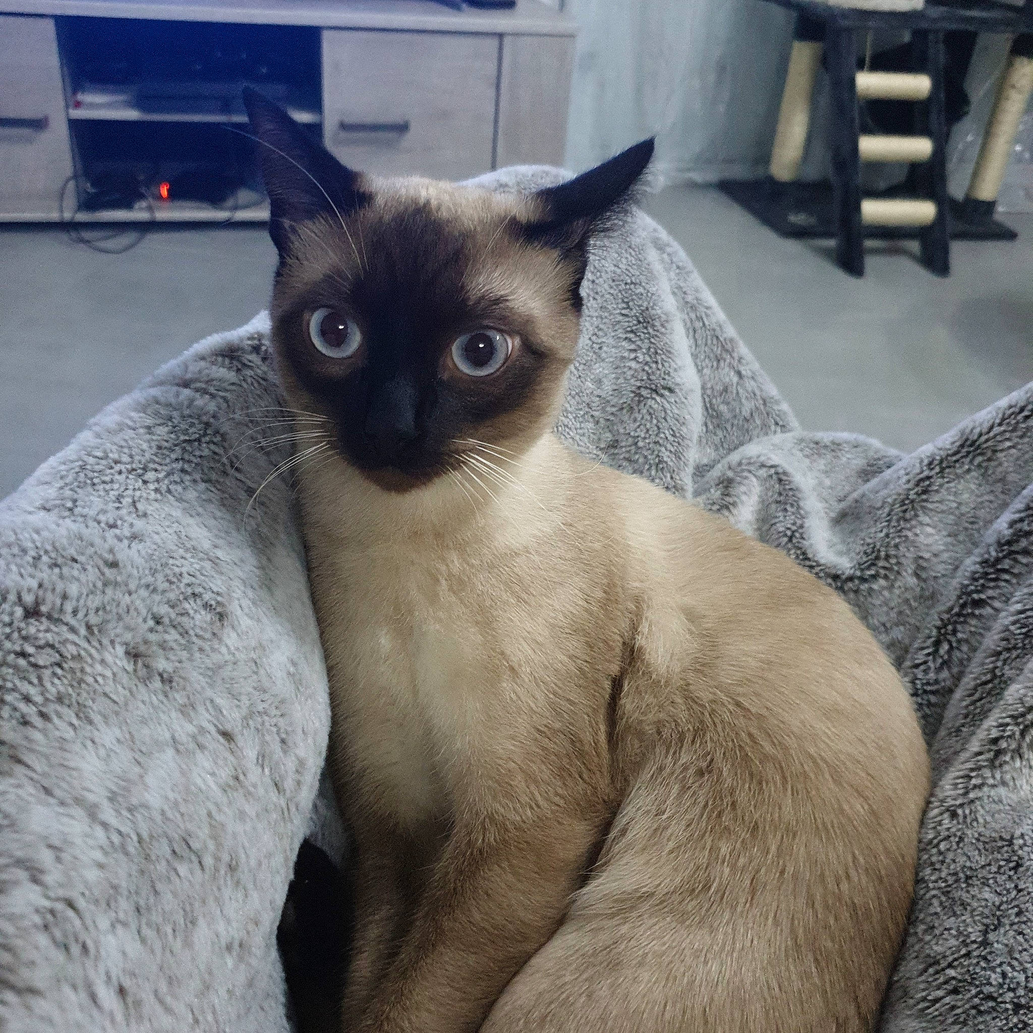 Sky participe au concours pour gagner de l'argent avec cette photo : balinese, carnivore, cat, chair, comfort, domestic_short_haired_cat, eye, fawn, felidae, fixture, fur, grey, head, human_body, siamese, small_to_medium_sized_cats, snout, tail, terrestrial_animal, whiskers