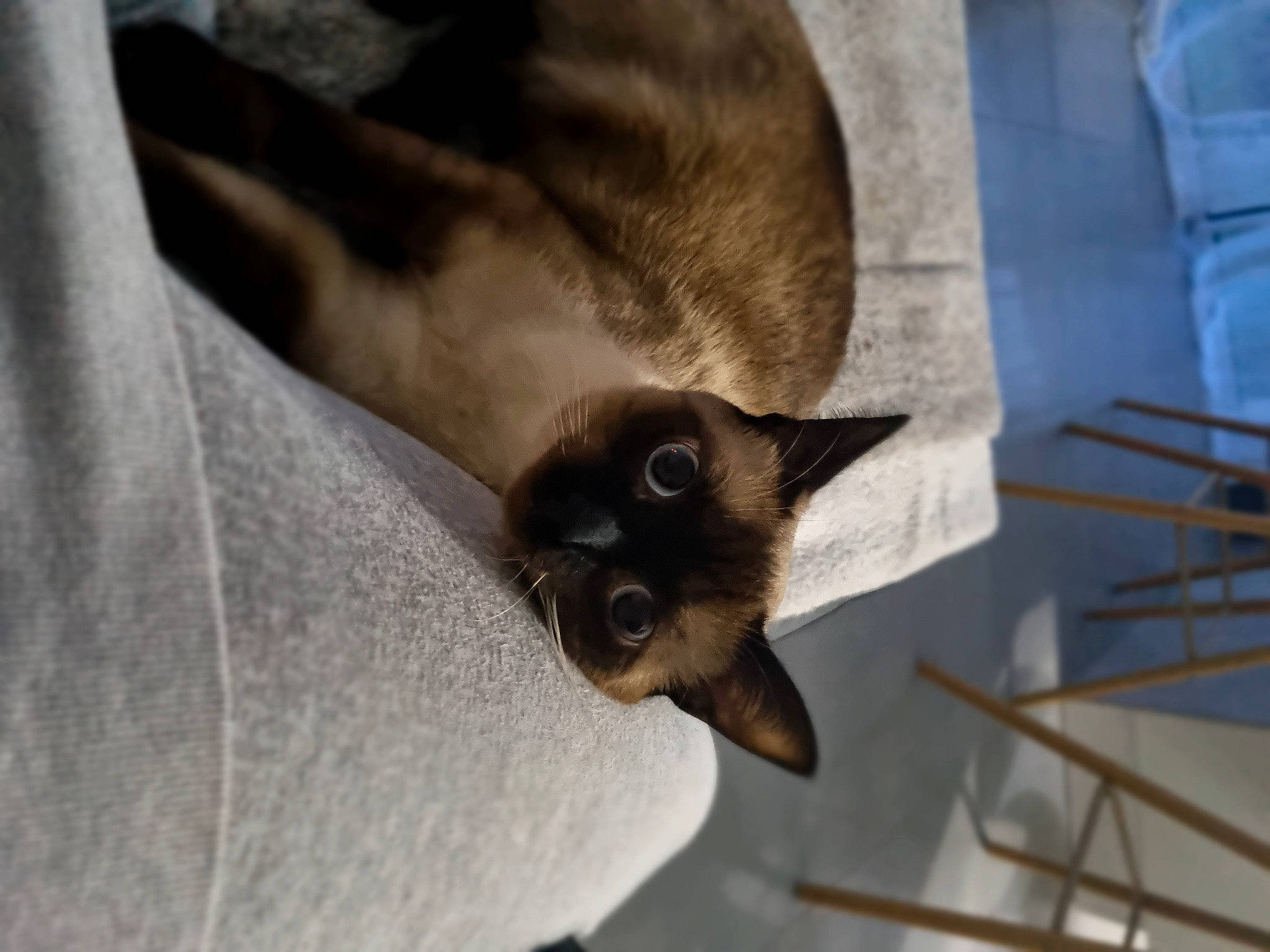 Sky participe au concours pour gagner de l'argent avec cette photo : balinese, carnivore, cat, domestic_short_haired_cat, fawn, felidae, fur, siamese, small_to_medium_sized_cats, snout, tail, thai, tonkinese, whiskers, wood