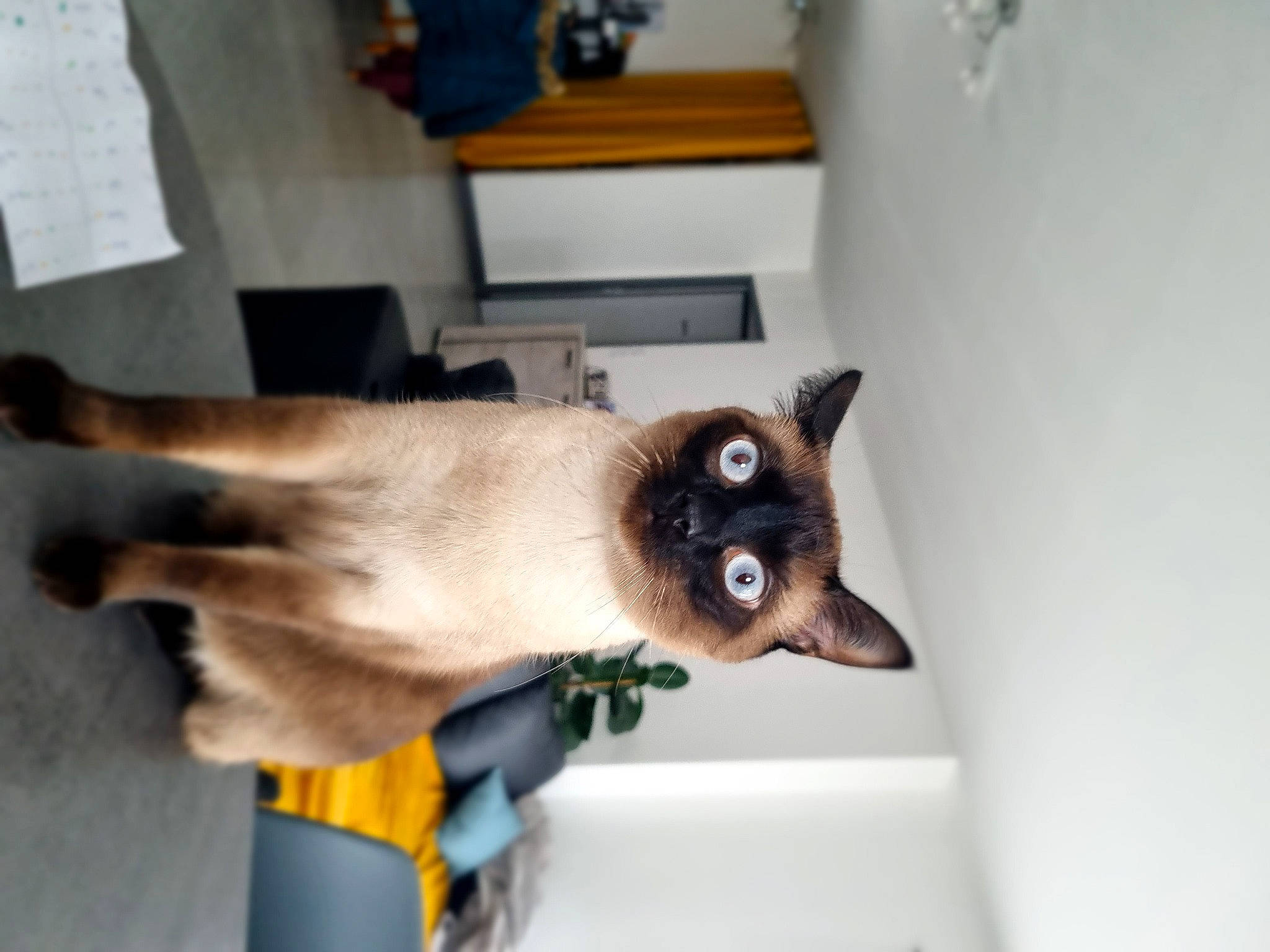 Sky participe au concours pour gagner de l'argent avec cette photo : balinese, carnivore, cat, claw, collar, fawn, felidae, flooring, fur, room, siamese, small_to_medium_sized_cats, snout, tail, thai, whiskers