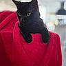 Willow a rejoint le concours — aidez-le/la à gagner de superbes lots ! black_cat, cat, pet, animal, indoor, blanket, red_blanket, curious, wide_eyes, feline, cute, cozy, soft_texture, resting, fur, whiskers, domestic_cat, animal_portrait, close_up, relaxed