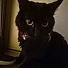 black_cat, cat, pet, indoor, collar, bell, yellow_eyes, feline, animal, close_up, portrait, dark, mysterious, fur, whiskers, ears, cute, looking, alert, domestic_cat