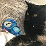 black_cat, cat, yellow_eyes, toy, blue_toy, bed, pillow, leaf_pattern, indoor, pet, feline, fur, whiskers, relaxed, curious, close_up, animal, cute, domestic_cat, resting