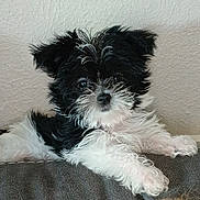 Gidget joined the competition — help win amazing prizes! animal, black_and_white, companion, couch, cute, dog, domestic_animal, fluffy, friendly, fur, furry, home, indoor, laying_down, looking_at_camera, pet, puppy, relaxed, small_dog, young_dog
