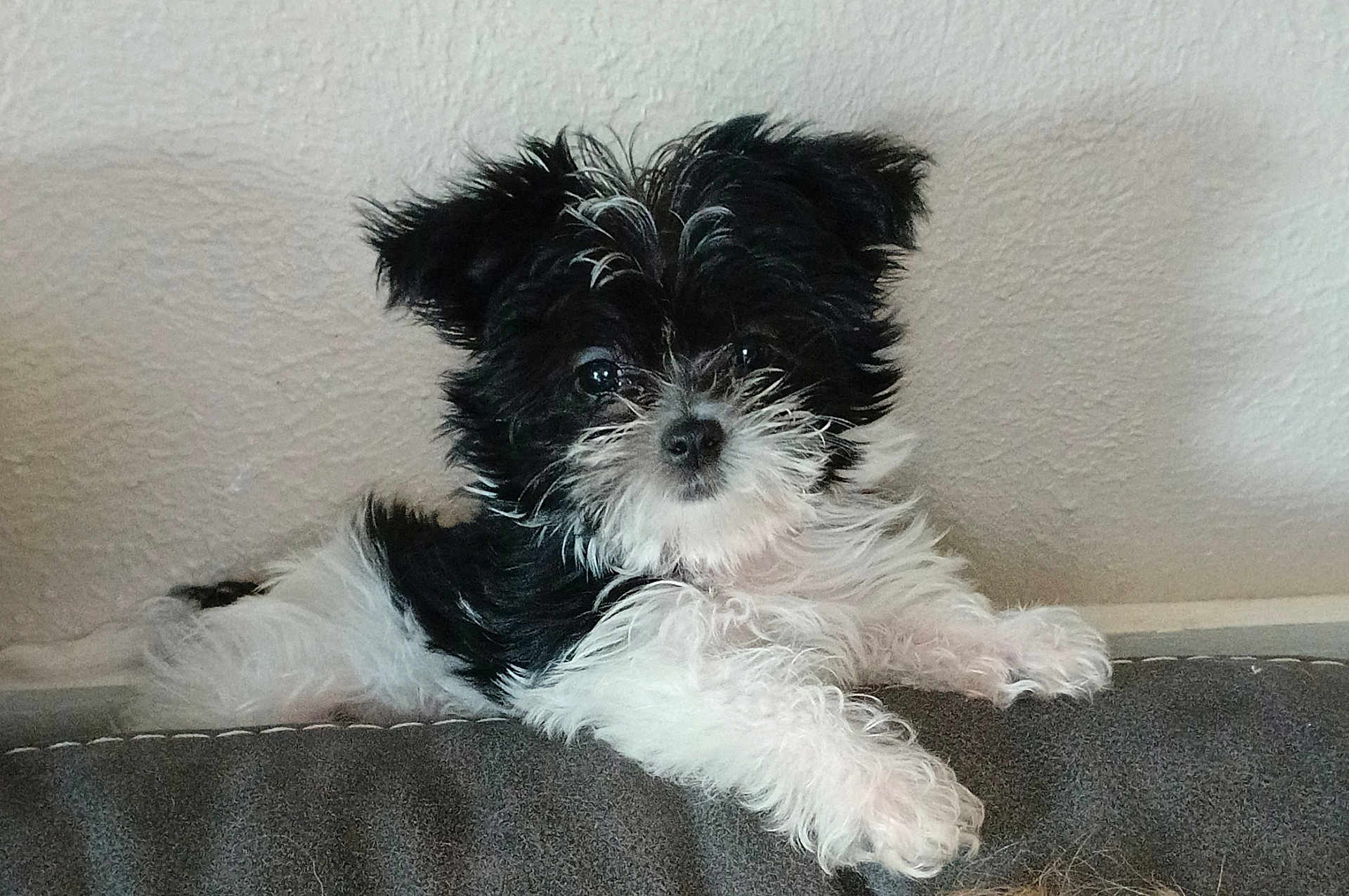 Gidget