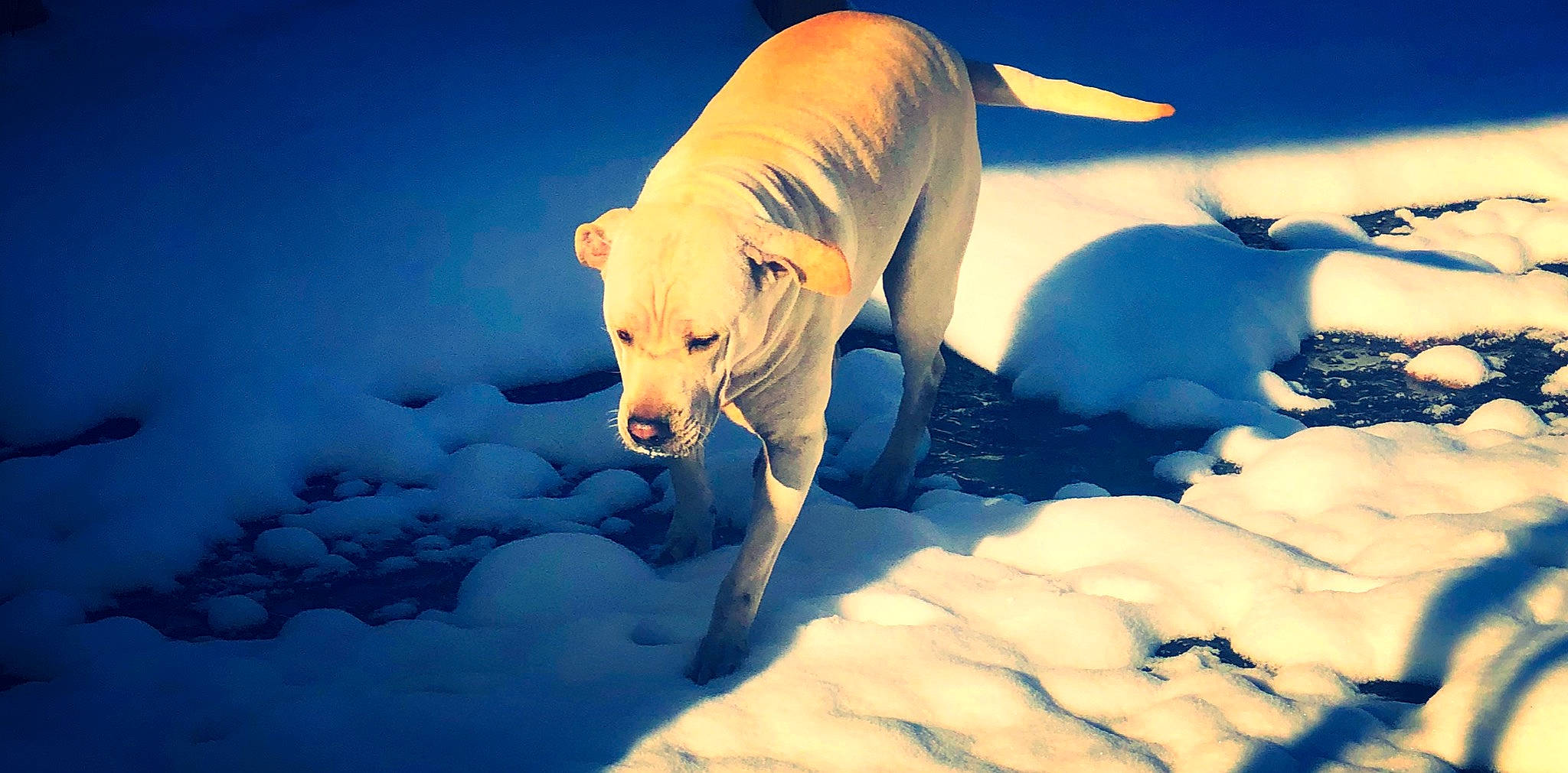 Casey joined the competition — help win amazing prizes! art, atmosphere, carnivore, cloud, companion_dog, dog, dog_breed, electric_blue, fawn, freezing, glacial_landform, ice_cap, morning, people_in_nature, polar_ice_cap, sky, snout, snow, sporting_group, tail