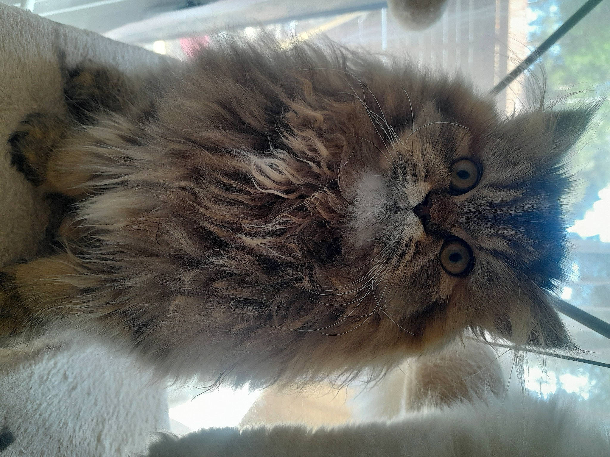 Poupette a rejoint le concours — aidez-le/la à gagner de superbes lots ! british_longhair, carnivore, cat, fawn, felidae, fur, grey, paw, persian, small_to_medium_sized_cats, tail, terrestrial_animal, whiskers