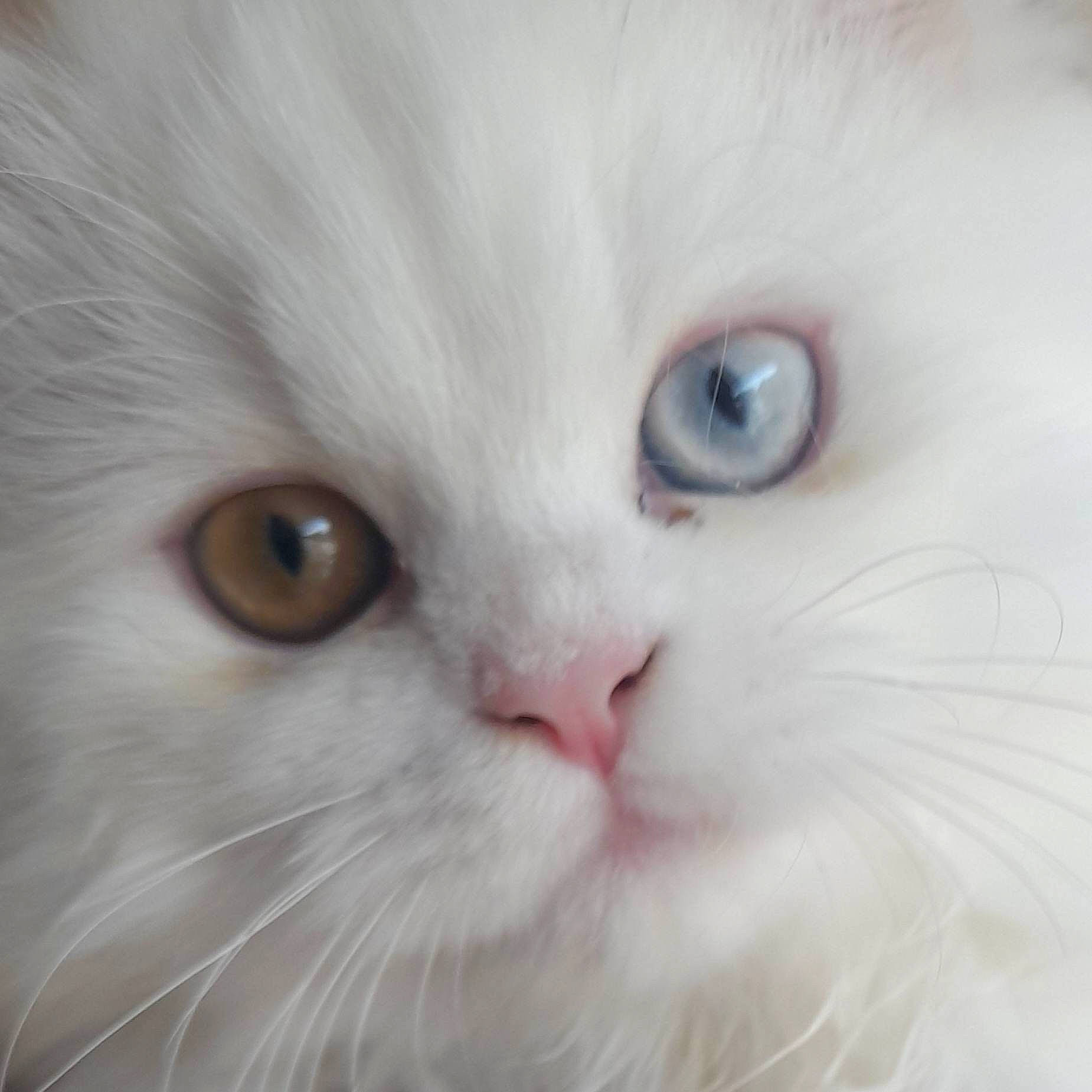 Micky participe au concours pour gagner de l'argent avec cette photo : british_longhair, carnivore, cat, close_up, eye, felidae, fur, head, ragdoll, small_to_medium_sized_cats, snout, terrestrial_animal, whiskers