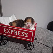 S'Mores joined the competition — help win amazing prizes! kitten, newborn, cat, red_wagon, express, tissue_paper, sleeping, feline, small, cute, indoor, gray_surface, toy_wagon, animal, pet, fur, resting, cozy, closeup, soft