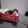kitten, newborn, cat, red_wagon, express, tissue_paper, sleeping, feline, small, cute, indoor, gray_surface, toy_wagon, animal, pet, fur, resting, cozy, closeup, soft