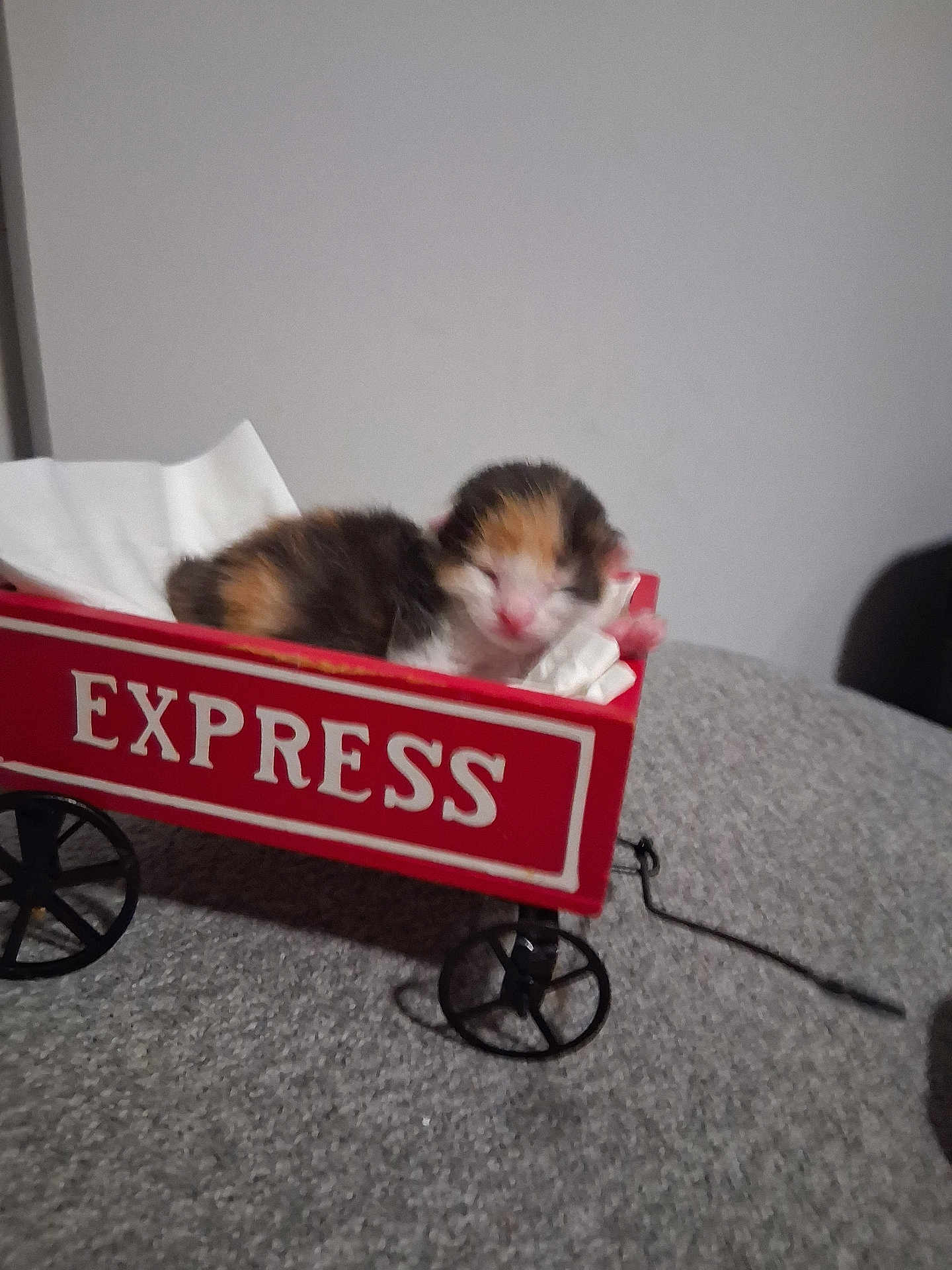S'Mores joined the competition — help win amazing prizes! kitten, newborn, cat, red_wagon, express, tissue_paper, sleeping, feline, small, cute, indoor, gray_surface, toy_wagon, animal, pet, fur, resting, cozy, closeup, soft