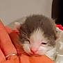Wimpy is registered to the contest to win money with this photo: animal, caring, closeup, comfort, cute, delicate, fur, gray, hand, indoor, kitten, newborn, person, pet, resting, sleepy, small, soft, tiny, white