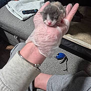 Wimpy joined the competition — help win amazing prizes! animal, bracelet, carpet, couch, cute, furniture, glove, gray, hand, indoor, kitten, newborn, person, pet, remote_control, resting, sleeve, small, soft, toy