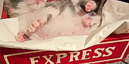 Wimpy is registered to the contest to win money with this photo: adorable, animal, box, carpet, cozy, cute, express, feline, fur, indoor, kitten, paws, pet, pink_nose, red_wagon, resting, sleeping, small_animal, tiny, white_cloth