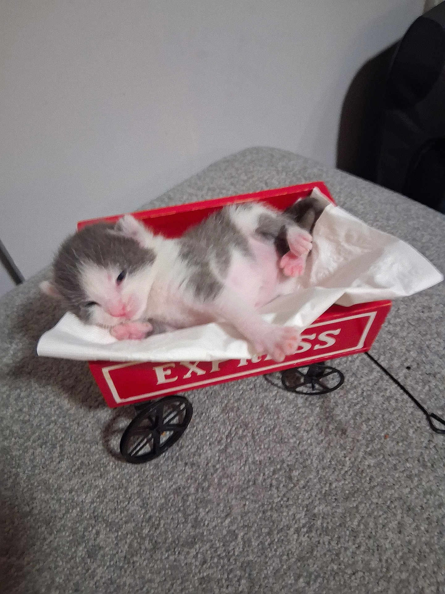 Wimpy is registered to the contest to win money with this photo: animal, baby_animal, carpet, cozy, cute, domestic_cat, face, fur, indoor, kitten, newborn, paw, pet, red_wagon, resting, sleepy, small, tissue, toy_wagon, white_and_gray