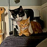 cat, black_and_white_cat, orange_cat, pets, feline, indoor, lamp, chair, furniture, cozy, snuggling, animal, cute, domestic, resting, fur, whiskers, eyes, ears, companionship