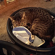 Tom Tom joined the competition — help win amazing prizes! animal, book, carpet, cat, cozy, curious, curled_up, ears, eyes, furniture, home, indoor, laundry_basket, pet, resting, shelf, soft, striped, tabby, towel