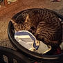 Tom Tom joined the competition — help win amazing prizes! animal, book, carpet, cat, cozy, curious, curled_up, ears, eyes, furniture, home, indoor, laundry_basket, pet, resting, shelf, soft, striped, tabby, towel