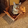 Tom Tom joined the competition — help win amazing prizes! abyssinian, animal, bag, basket, box, cardboard, carton, cat, computer, drawer, electronics, furniture, hardwood, kitten, laptop, manx, pc, pet, plywood, wood
