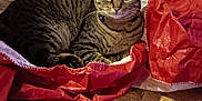Tom Tom is registered to the contest to win money with this photo: abyssinian, accessories, animal, bag, blanket, box, cat, handbag, hardwood, kitten, machine, manx, pet, plastic, plasticbag, plywood, purse, towel, velvet, wood