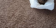 Tom Tom joined the competition — help win amazing prizes! abyssinian, animal, bag, bulldog, canine, cat, dog, hardwood, homedecor, kitten, manx, paper, pet, plastic, plasticbag, pug, puppy, rug, towel, wood
