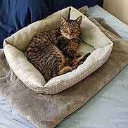 Tom Tom joined the competition — help win amazing prizes! cat, tabby_cat, pet_bed, blanket, bed, pillow, indoor, resting, feline, fur, striped, green_eyes, looking_at_camera, cozy, domestic_animal, animal, soft_texture, comfortable, relaxed, home_interior