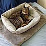 cat, tabby_cat, pet_bed, blanket, bed, pillow, indoor, resting, feline, fur, striped, green_eyes, looking_at_camera, cozy, domestic_animal, animal, soft_texture, comfortable, relaxed, home_interior