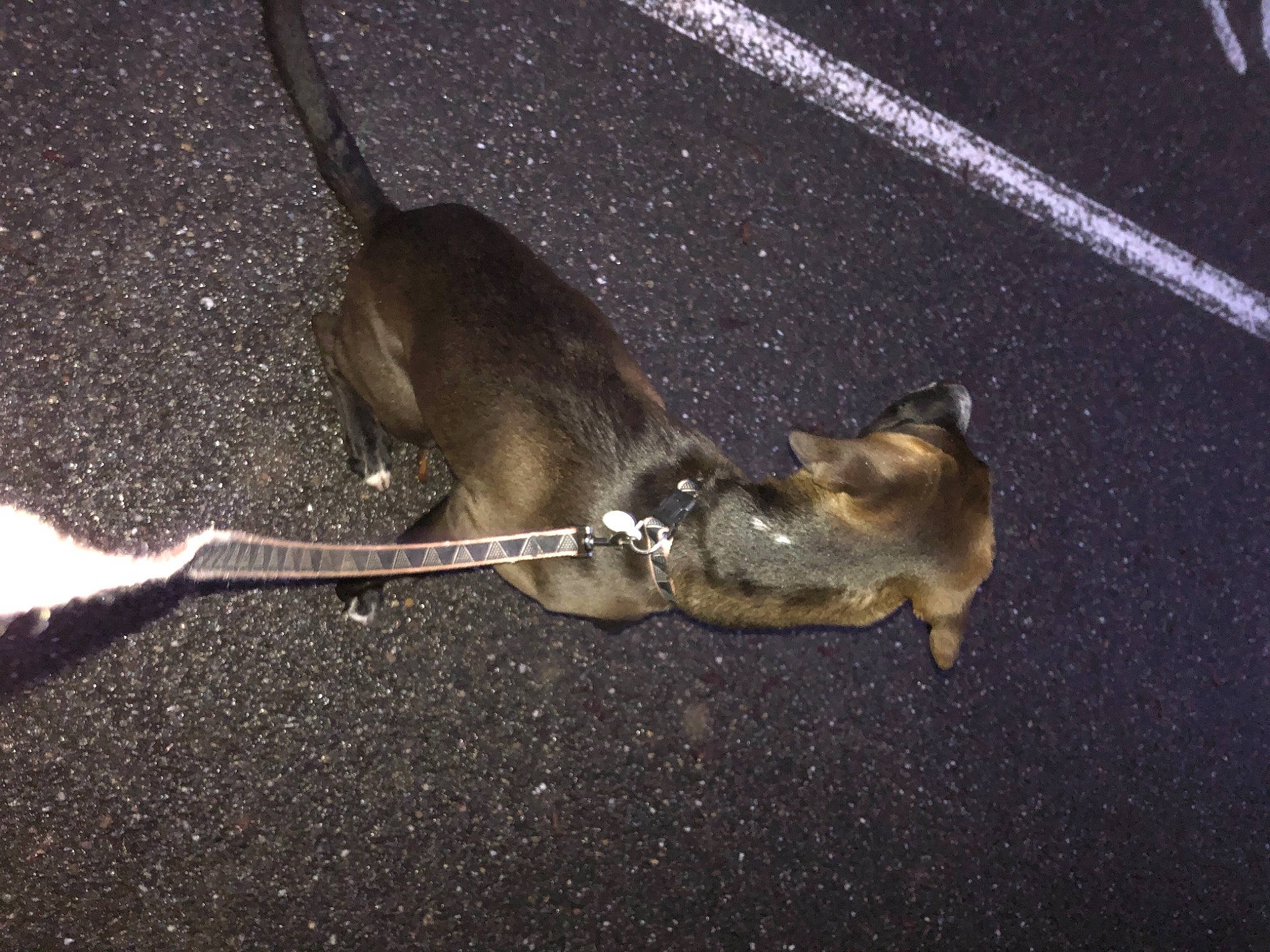 Naya participe au concours pour gagner de l'argent avec cette photo : asphalt, collar, dog_breed, fashion_accessory, leash, metal, paw, pest, road_surface, shadow, snout, tail, terrestrial_animal, twig, whiskers