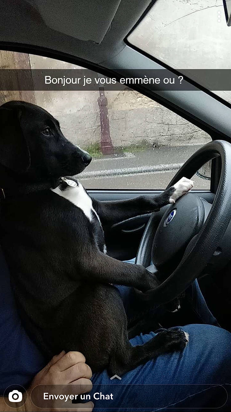 Naya participe au concours pour gagner de l'argent avec cette photo : auto_part, automotive_design, automotive_exterior, automotive_lighting, automotive_mirror, automotive_wheel_system, car, car_seat, car_seat_cover, carnivore, dog, family_car, head_restraint, motor_vehicle, personal_luxury_car, plant, steering_part, steering_wheel, vehicle, vehicle_door