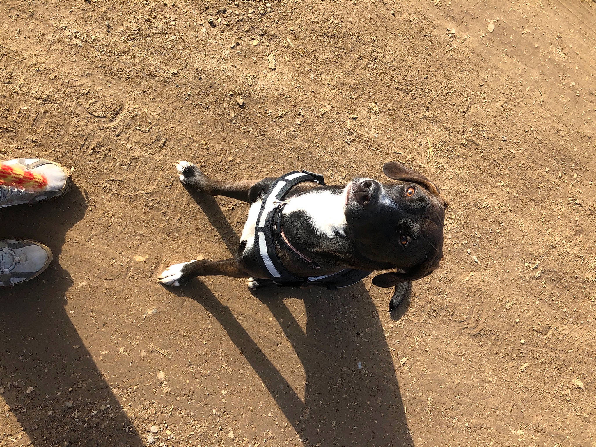 Naya a rejoint le concours — aidez-le/la à gagner de superbes lots ! asphalt, auto_part, canidae, carmine, carnivore, companion_dog, dog_breed, eyewear, fashion_accessory, grass, human_leg, landscape, personal_protective_equipment, road, road_surface, shadow, sidewalk, soil, sporting_group, tail