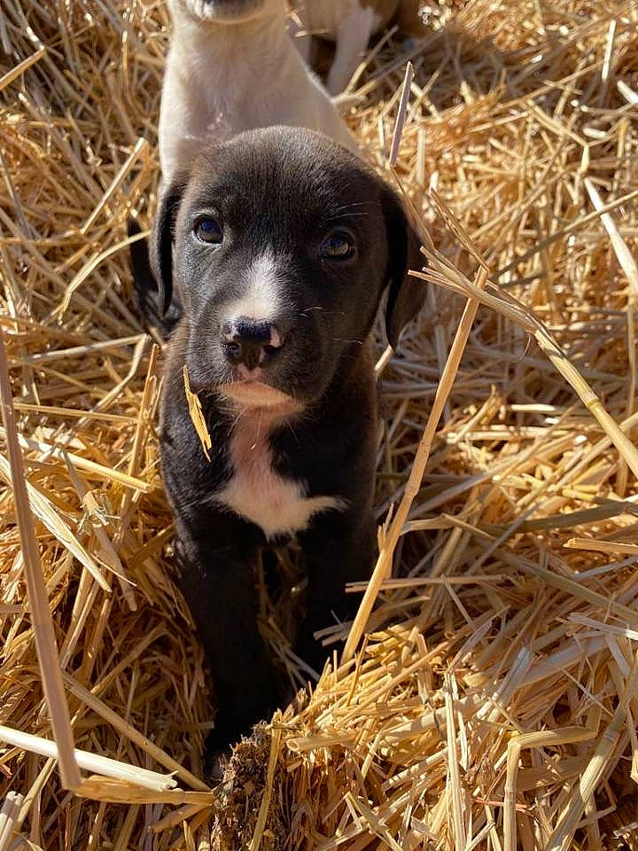Naya a rejoint le concours — aidez-le/la à gagner de superbes lots ! canidae, carnivore, dog, dog_breed, fawn, fur, grass, hay, hunting_dog, liver, livestock, natural_material, snout, soil, sporting_group, straw, terrestrial_animal, working_animal