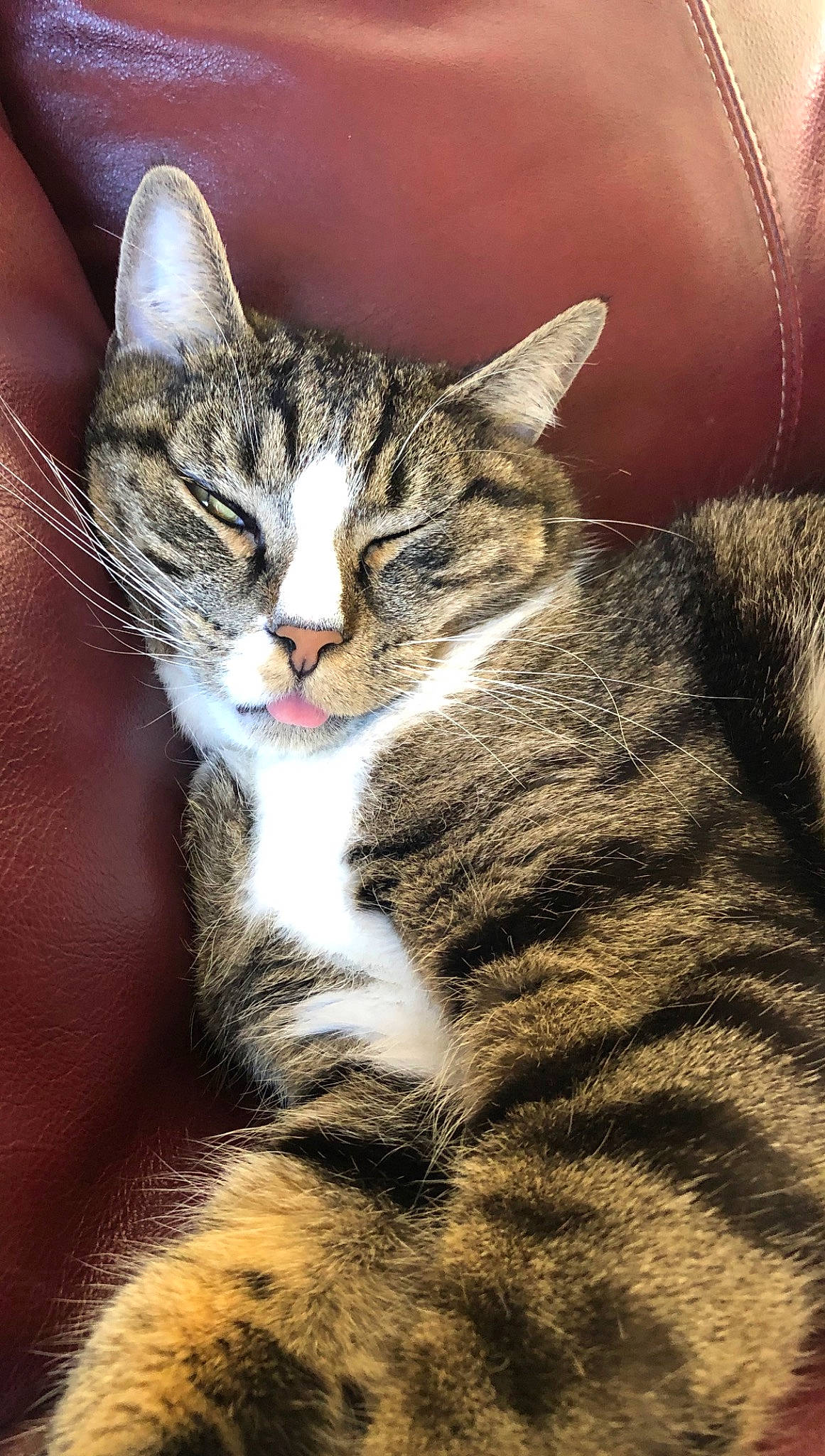 Pastel is registered to the contest to win money with this photo: carnivore, cat, claw, close_up, domestic_short_haired_cat, felidae, fur, grass, paw, small_to_medium_sized_cats, snout, tail, terrestrial_animal, tree, whiskers, wildlife