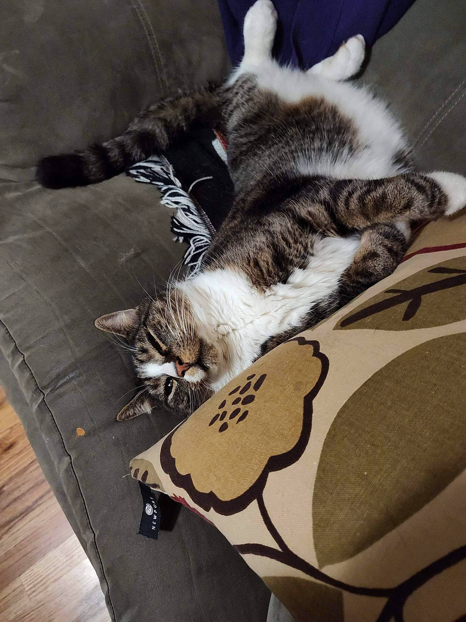 Pastel joined the competition — help win amazing prizes! bag, carnivore, cat, claw, comfort, domestic_short_haired_cat, felidae, flooring, fur, grey, hardwood, human_leg, linens, luggage_and_bags, metal, paw, small_to_medium_sized_cats, tail, whiskers, wood