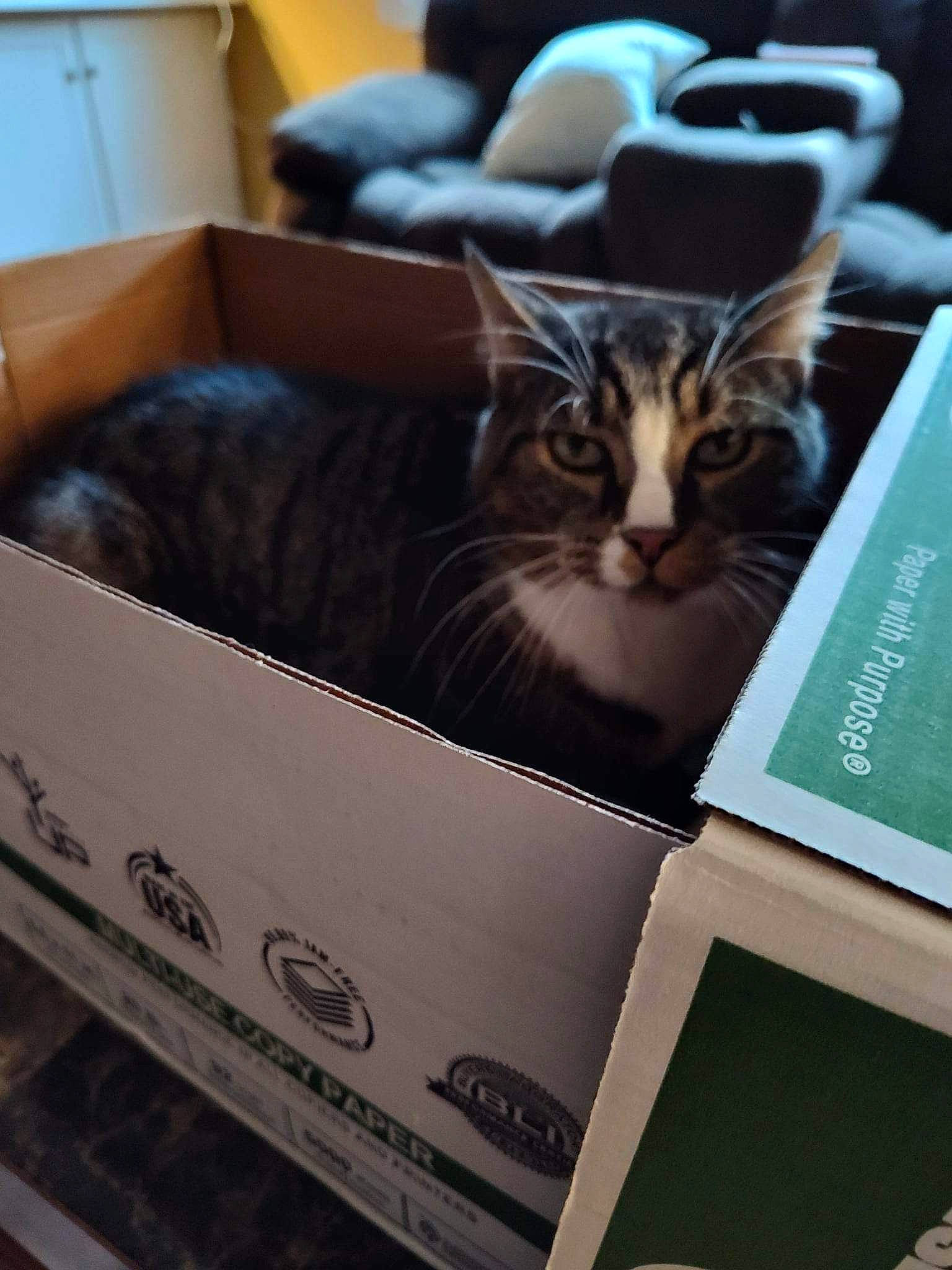 Pastel is registered to the contest to win money with this photo: box, cardboard, carnivore, carton, cat, comfort, couch, domestic_short_haired_cat, felidae, fur, packaging_and_labeling, packing_materials, paper, paper_product, publication, room, shipping_box, small_to_medium_sized_cats, whiskers