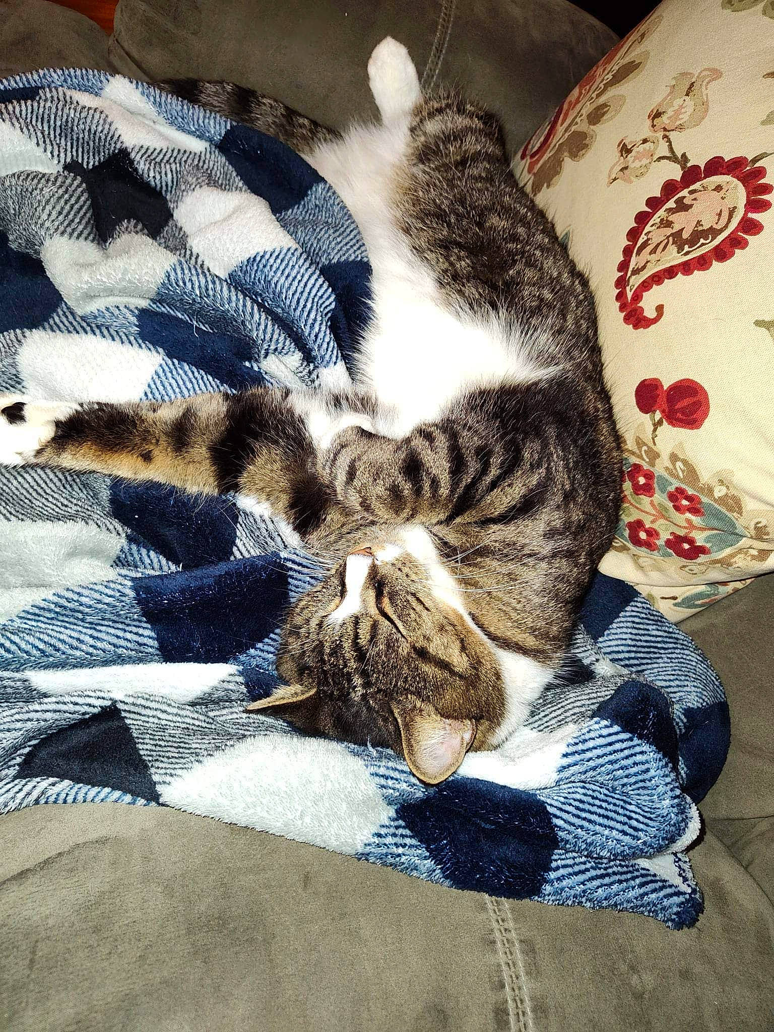 Pastel joined the competition — help win amazing prizes! bed, bedding, blanket, carnivore, cat, claw, comfort, domestic_short_haired_cat, felidae, fur, grey, linens, nap, pattern, paw, sleep, small_to_medium_sized_cats, tail, textile, whiskers