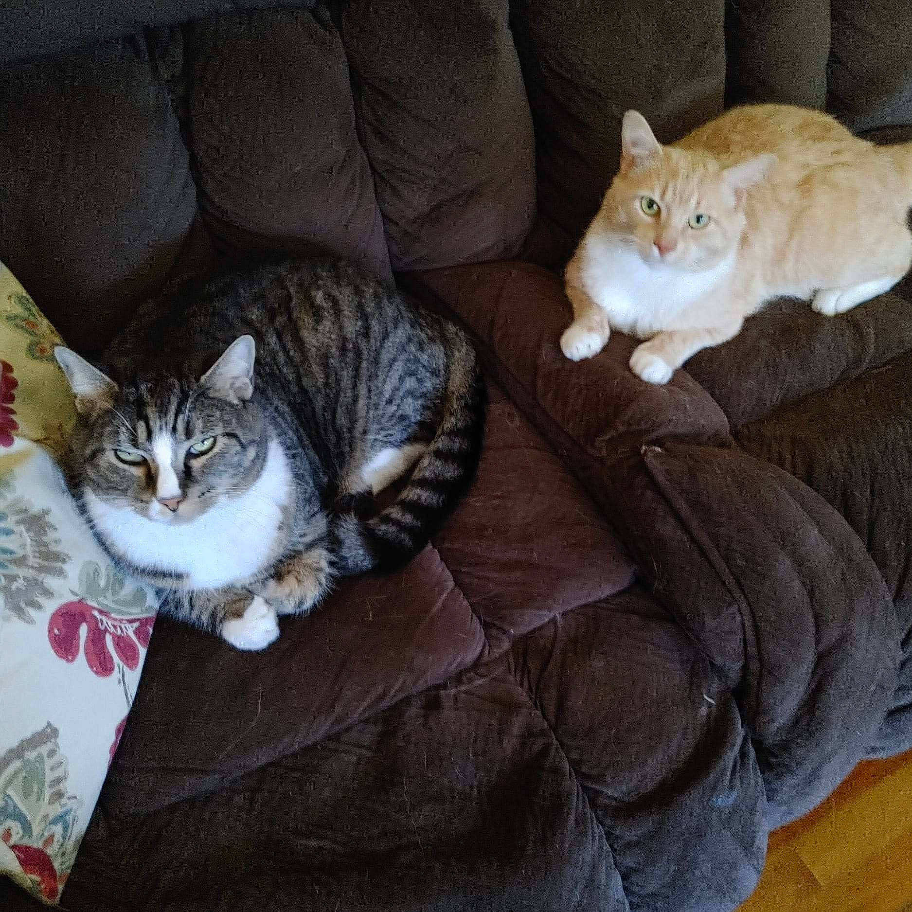 Pastel joined the competition — help win amazing prizes! carnivore, cat, cat_bed, comfort, couch, domestic_short_haired_cat, fawn, felidae, fur, grey, hardwood, linens, nap, paw, sleep, small_to_medium_sized_cats, tail, whiskers, wood