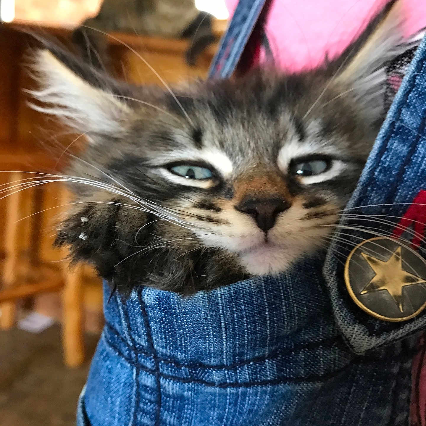 Meowzers is registered to the contest to win money with this photo: kitten, cat, denim, pocket, closeup, indoor, pet, furry, cute, sleepy, button, clothing, fur, whiskers, face, animal, domestic, young, portrait, resting