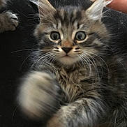 Meowzers is registered to the contest to win money with this photo: kitten, cat, furry, paw, blur, cute, playful, ears, whiskers, eyes, pet, animal, tabby, feline, indoor, closeup, young, soft, adorable, curious