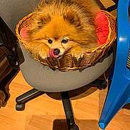 Chanel participe au concours pour gagner de l'argent avec cette photo : dog, pomeranian, basket, chair, indoor, floor, wooden_floor, pet, cute, fluffy, tongue_out, red_cushion, gray_chair, wicker, small_basket, animal, domestic_animal, paw, furniture, playful