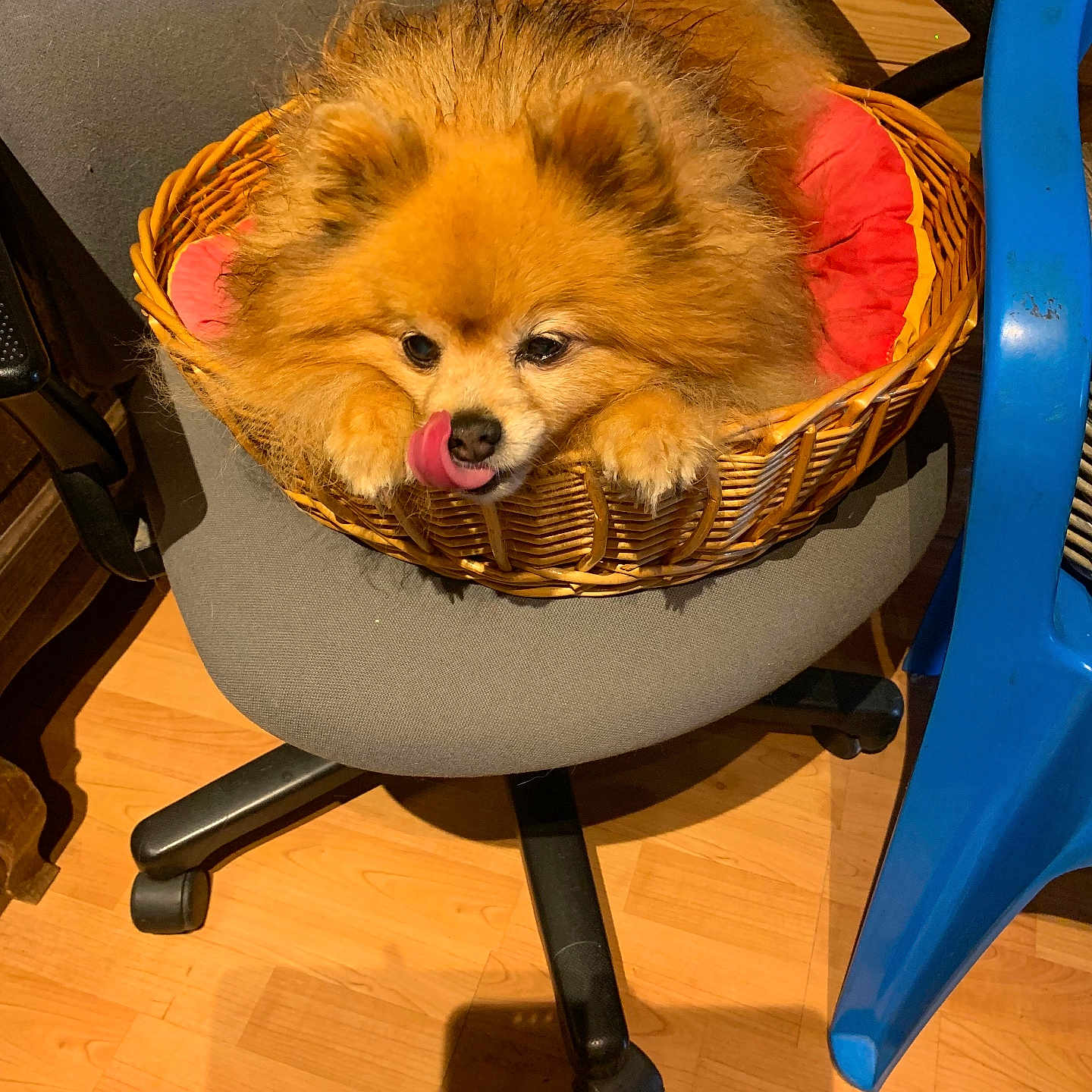 Chanel participe au concours pour gagner de l'argent avec cette photo : animal, basket, chair, cute, dog, domestic_animal, floor, fluffy, furniture, gray_chair, indoor, paw, pet, playful, pomeranian, red_cushion, small_basket, tongue_out, wicker, wooden_floor