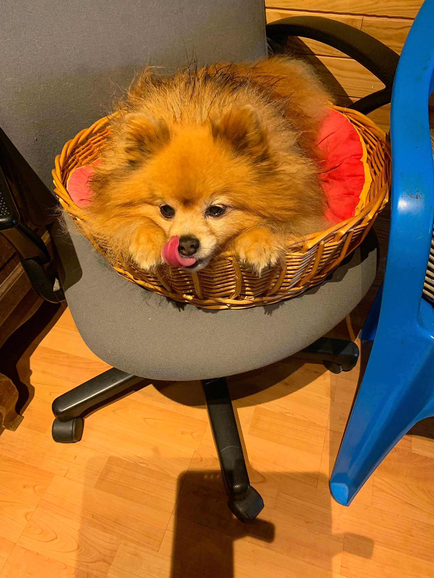Chanel participe au concours pour gagner de l'argent avec cette photo : dog, pomeranian, basket, chair, indoor, floor, wooden_floor, pet, cute, fluffy, tongue_out, red_cushion, gray_chair, wicker, small_basket, animal, domestic_animal, paw, furniture, playful