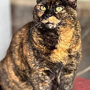 Cokine a rejoint le concours — aidez-le/la à gagner de superbes lots ! cat, tortoiseshell, pet, feline, animal, sitting, fur, whiskers, yellow_eyes, indoor, blanket, cozy, closeup, portrait, cute, domestic, mammal, focused, relaxed, soft_light