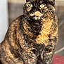 cat, tortoiseshell, pet, feline, animal, sitting, fur, whiskers, yellow_eyes, indoor, blanket, cozy, closeup, portrait, cute, domestic, mammal, focused, relaxed, soft_light