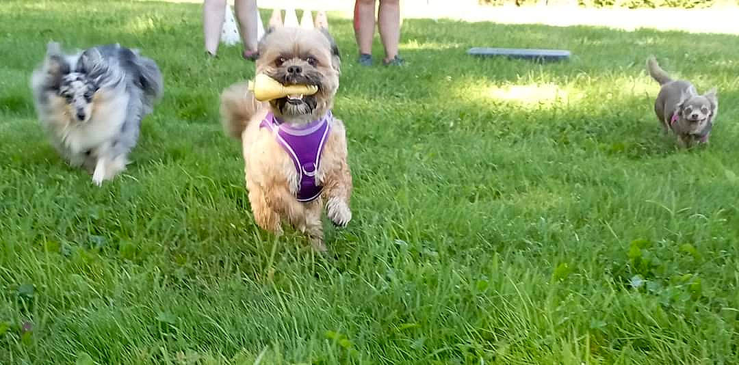 Lidzie a rejoint le concours — aidez-le/la à gagner de superbes lots ! canidae, carnivore, companion_dog, dog, dog_breed, dog_clothes, dog_supply, fawn, fur, grass, green, groundcover, lawn, leash, plant, pomeranian, small_terrier, sporting_group, terrier, toy_dog