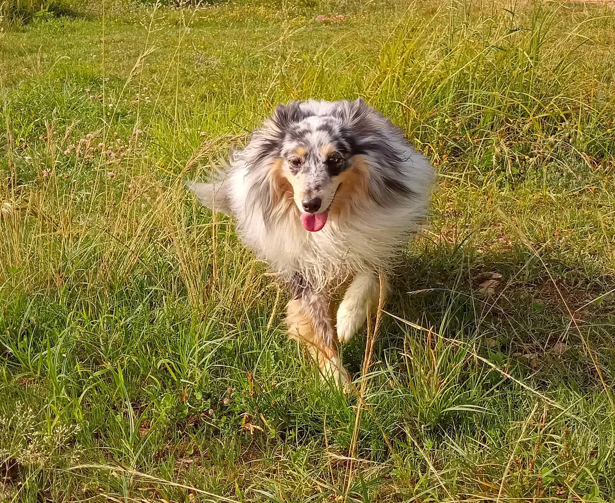 Sweetie a rejoint le concours — aidez-le/la à gagner de superbes lots ! canidae, carnivore, companion_dog, dog, dog_breed, fur, grass, grassland, herbaceous_plant, herding_dog, plant, sporting_group, terrestrial_animal, working_animal, working_dog