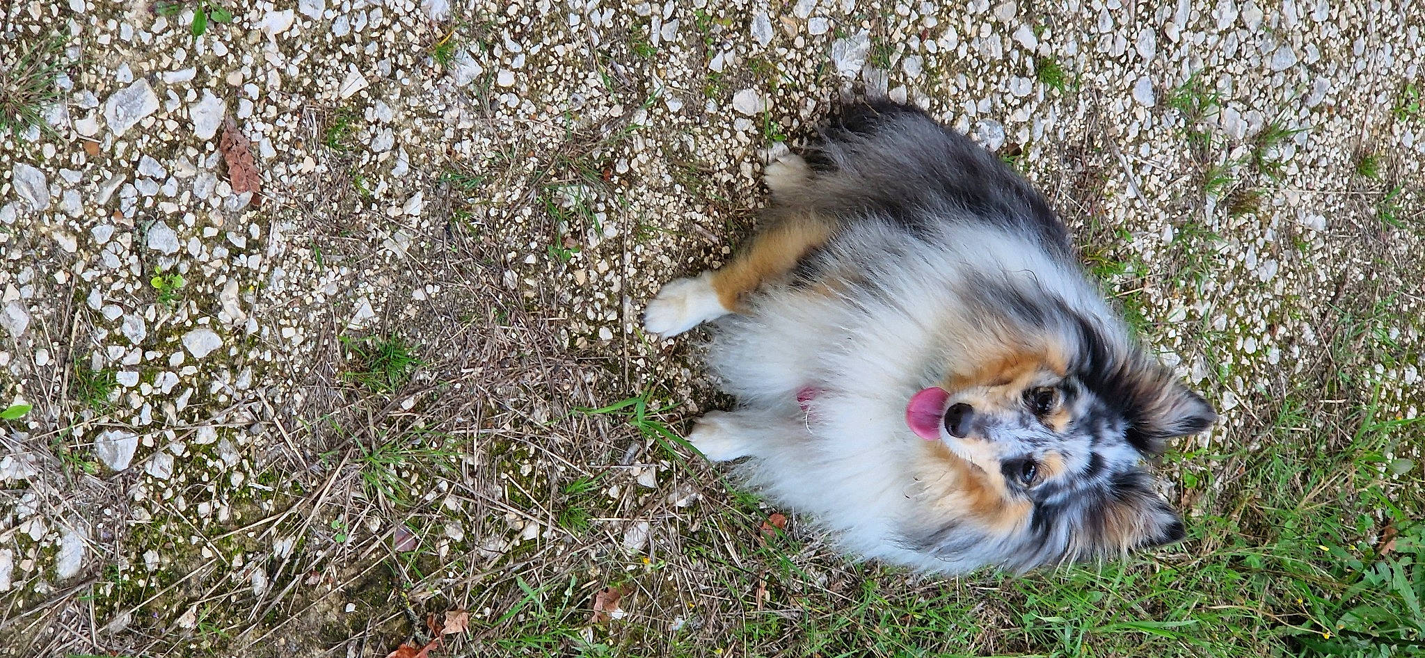 Sweetie participe au concours pour gagner de l'argent avec cette photo : canidae, carnivore, cat, companion_dog, dog_breed, domestic_short_haired_cat, fawn, felidae, fur, grass, groundcover, paw, plant, small_to_medium_sized_cats, snout, soil, sporting_group, tail, terrestrial_animal, whiskers