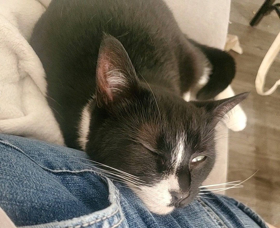 Bourbon joined the competition — help win amazing prizes! black_cat, carnivore, cat, cat_supply, claw, comfort, denim, domestic_short_haired_cat, ear, felidae, fur, grey, iris, nap, nose, paw, small_to_medium_sized_cats, snout, tail, whiskers