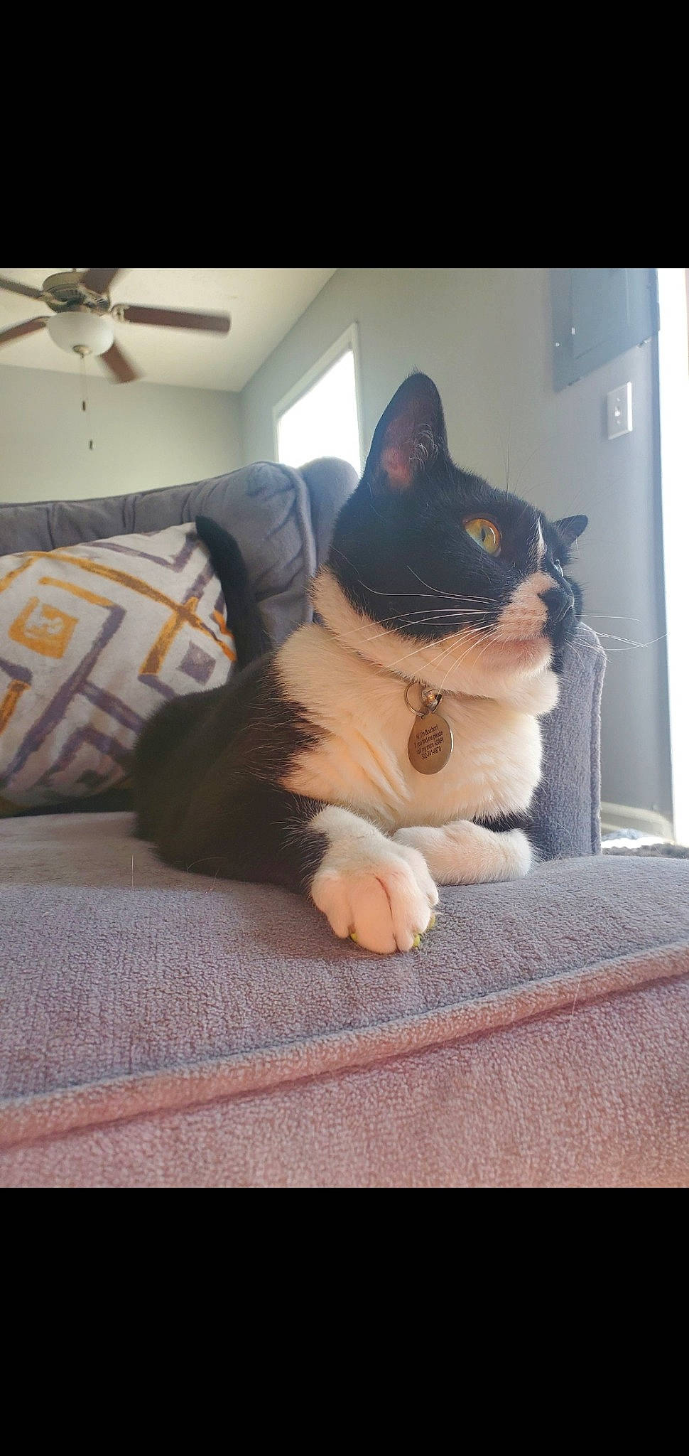 Bourbon is registered to the contest to win money with this photo: box, carnivore, cat, ceiling_fan, comfort, domestic_short_haired_cat, eye, fawn, felidae, flooring, fur, grey, lap, linens, mechanical_fan, small_to_medium_sized_cats, snout, tail, whiskers, wood