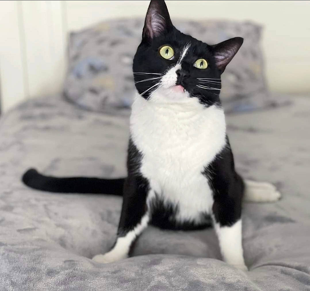 Bourbon is registered to the contest to win money with this photo: black_cat, carnivore, cat, comfort, couch, domestic_short_haired_cat, felidae, flooring, formal_wear, fur, grey, monochrome_photography, paw, sitting, small_to_medium_sized_cats, snout, sofa_bed, tail, terrestrial_animal, whiskers