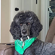 Marcel joined the competition — help win amazing prizes! dog, poodle, black_dog, pet, bandana, collar, indoor, chair, furniture, brown, portrait, looking_at_camera, curly_fur, domestic_animal, home, resting, animal_tag, door, living_room, calm